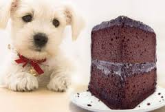 My Dog Ate Chocolate. What should I do?