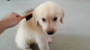 golden retriever grooming - dogs u0026amp; puppies 