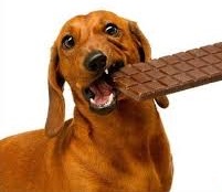 What happens if a small dog eats chocolate?
