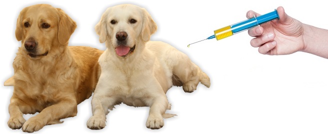 tramadol for dogs 2 - Golden retriever