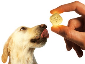 tramadol for dogs 3 - Golden retriever