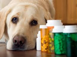 tramadol for dogs 