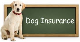 Dog Insurance 