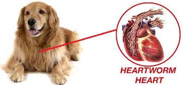 Heartworms in dogs : Symptoms, Treatment and Prevention