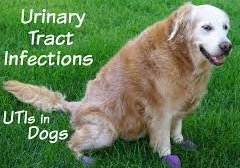 Urinary Tract Infection UTI in dog
