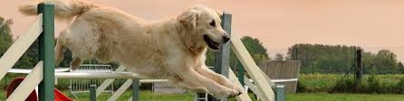 Golden Retriever Dog Agility Training