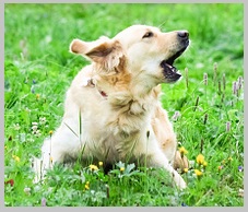 Golden Retriever barking anxiety