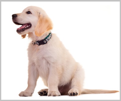 How to stop Golden retriever barking tips