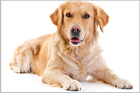 Training How to stop Golden retriever barking