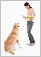 Use command to stop golden retriever barking