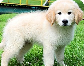 Golden Retriever Puppies For Adoption -