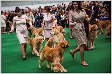 Golden Retriever In Westminster DOG Show