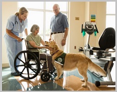 Golden Retriever Therapy Dogs Training