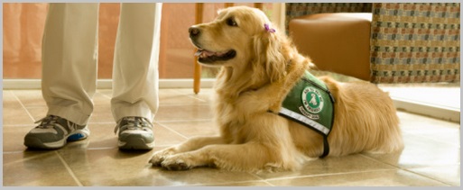 Golden Retriever Therapy Dogs - title