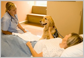 Golden Retriever Therapy Dogs - visit 2