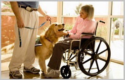 Golden Retriever Therapy Dogs - visit