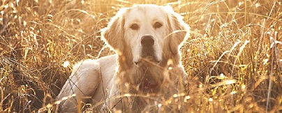 Golden Retriever and Hot Weather