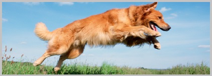 Golden Retriever dog pound