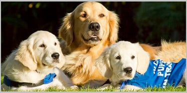 Golden retrievers - Service Dog Breeds 1