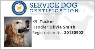 Golden retrievers - Service Dog Breeds - certification