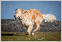 Older Golden Retriever Dog Problems -1