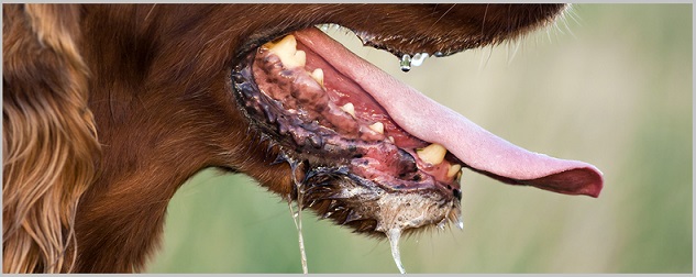 Phases of Rabies For Golden Retrievers