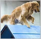 Start Dog Breed Activities for golden retriever
