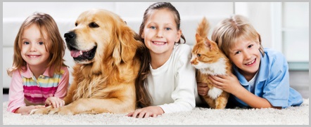 Where to Find a Free Adult Golden Retriever or Puppy-1