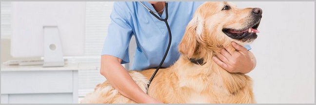 Diagnosing Pancreatitis In Golden Retriever Dogs