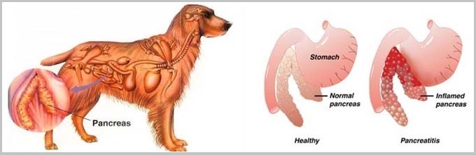 Pancreatitis In Golden Retriever Dogs2