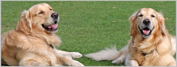 Preventing the Recurrence of Pancreatitis In Golden Retriever Dogs