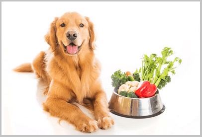 Special Diets For Golden Retriever Dogs