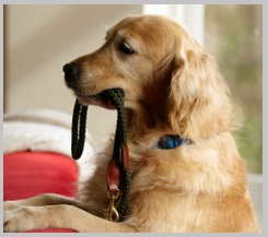 Collar to stop golden retriever barking