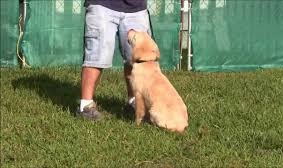 Training Golden Retriever Puppies - Timing