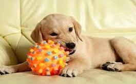 Training Golden Retriever Puppies - chewing
