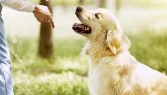 Training Golden Retrievers – Great Tips For Success