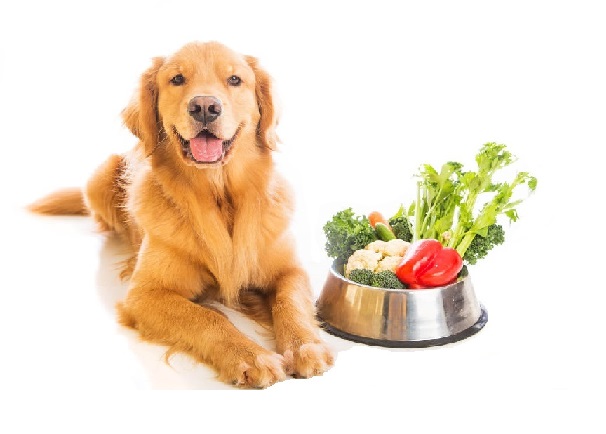 Best Dog Food For Golden Retriever
