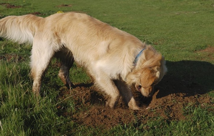 How-To-Stop-Dogs-Digging-Golden-retriever