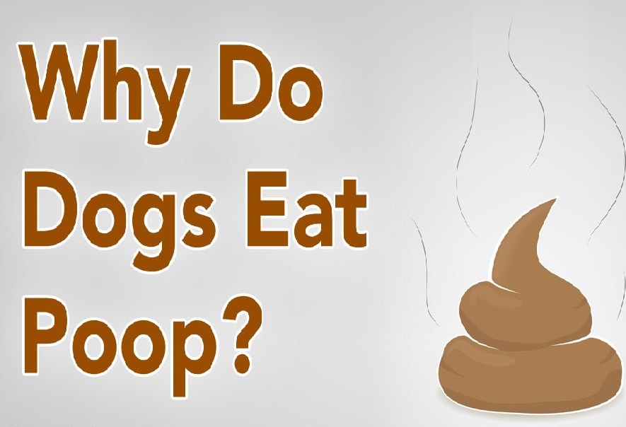 Why Does Your Golden Retriever Dog Eat Poo