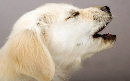 Golden Retriever Dog Whining