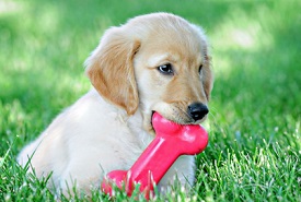chew toys for golden retriever puppies