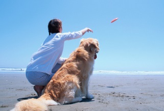 Dog Breed Activities For Golden Retriever Dogs 1
