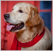 Etiquette Guide Dogs for the Blind