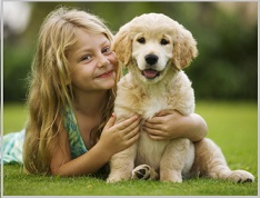 Golden Retriever Adoptions - puppies