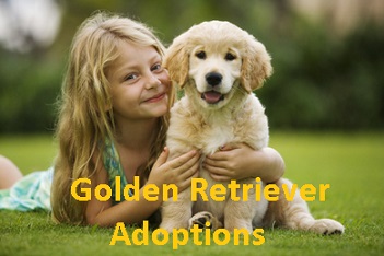 Golden Retriever Adoptions