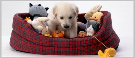 What to Look For in a Golden Retriever Bed