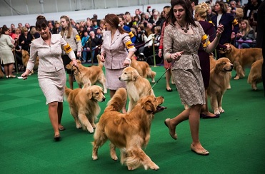 Enter Your Golden Retriever Into The Westminster Dog Show