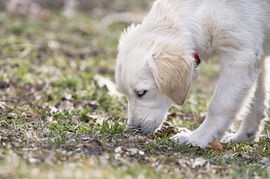 Golden Retriever Sniff Another dog Poop