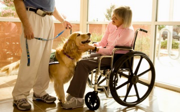 Golden Retriever Therapy Dogs