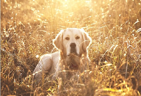 Golden Retriever and Hot Weather